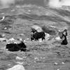 Tibet ramassage bouse Yak